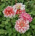 Image result for Dahlia Frost Nip