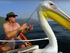 Image result for Pelican Holding Fish