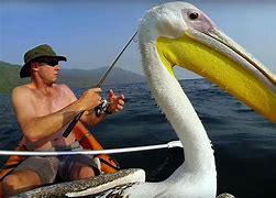 Image result for White Background Pelican Catching Fish