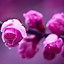 Image result for Most Beautiful Rose Flowers Wallpaper