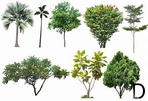 Image result for 20 Liter Nursery Tree