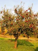 Image result for Super Dwarf Red Delicious Trees