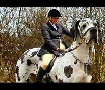 Image result for Horse in the World Biggest Dog