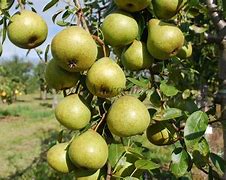 Image result for Pyrus communis Joséphine de Malines