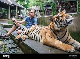 Image result for Tiger Hugging Man