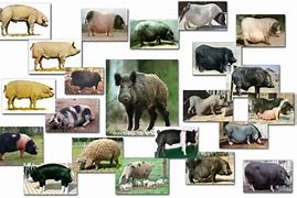 Image result for Pig Breeds List