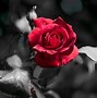 Image result for Free Screensavers and Wallpaper Roses
