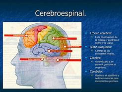 Image result for cerebroespinal
