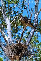 Image result for Buteo swainsonii