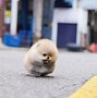 Image result for Micro Teacup Pomeranian Puppy