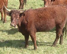 Image result for Salers Cross Cattle