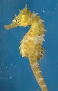 Image result for Smallest Sea Creature