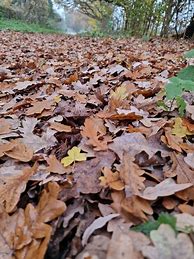 Image result for Autumn Leaf Pile