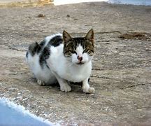 Image result for Ferral Cats of Greece