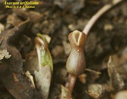 Image result for Asarum arifolium