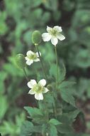 Image result for Anemone virginiana