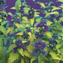Image result for Caryopteris incana SUNNY BLUE