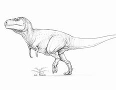 Image result for Tyrannosaurus Rex Sketch