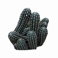 Image result for Desert Cactus PNG