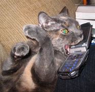 Image result for Cat Talking On Phone