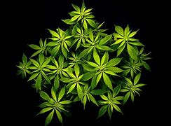 Image result for marihuana