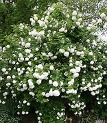 Image result for Viburnum opulus Compactum