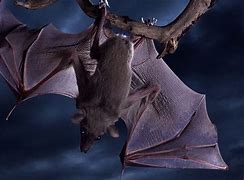 Image result for Scary Bat Wings