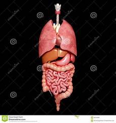organi interni corpo umano organi interni corpo umano fotografie stock libere da organi interni corpo umano organi interni corpo umano fotografie stock libere da