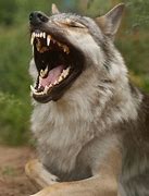 Image result for Wolf Laughing Og:Image