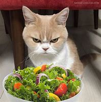 Image result for Angry Cat Salad Meme