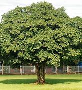 Image result for árvore
