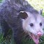 Image result for Possum vs Opossum Meme