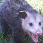 Image result for Opossum Meme AAAAAA