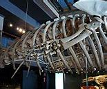 Image result for 9000 Year Old Skeleton