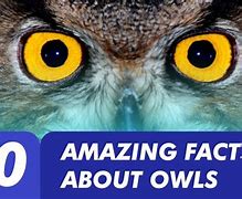 Image result for Fun Facts About Owls