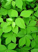 Image result for 5 Leaf Poison Ivy Plants