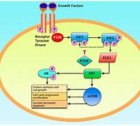 Image result for PIK3CA Pathway