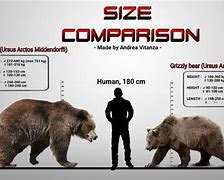 Image result for Bear Species Size Comparison