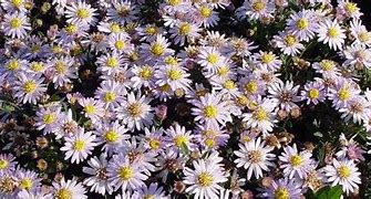 Image result for Aster ageratoides Stardust