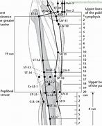 Image result for Lat Knee Acupuncture Points