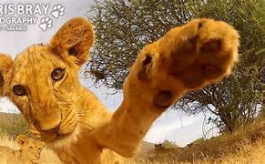 Image result for Lion vs GoPro