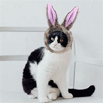 Image result for Cat Bunny Ears