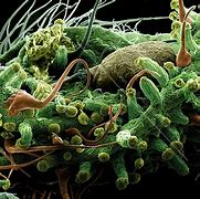 Image result for THC Under Microscope
