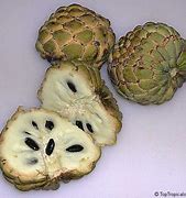 Image result for Jamaican Custard Apple