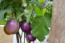 coltivare melanzane in vaso come coltivare le melanzane nell orto e in vaso cosa coltivare melanzane in vaso come coltivare le melanzane nell orto e in vaso cosa