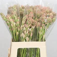 Image result for Polianthes tuberosa Love