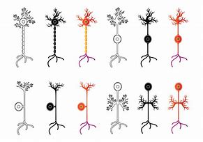 Image result for Neuron Vector