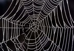 Image result for Spider Web Black and Whiete