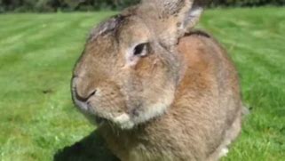 Image result for 4Ft Rabbit