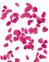 Image result for Wildflower Cases Pink Roses